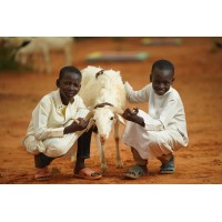 ADAK Kurbanı ►Nedir?