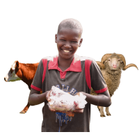 2024 Kurban Fiyatları / Afrika Kurban Organizasyonu