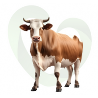 Büyükbaş Kurban  Hisse Bedeli